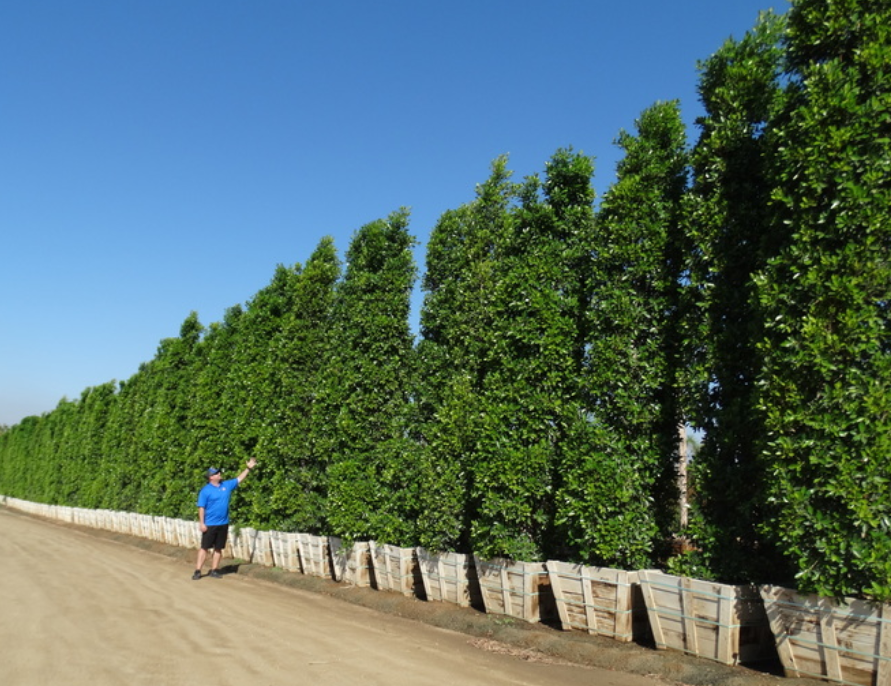 indian laurel tree problems Michelina Burrow